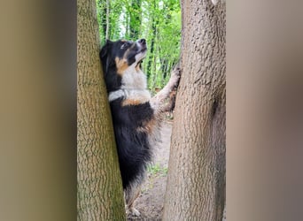 Wunderschöne Miniature Australian Shepherd Hündin