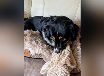 Wunderschöne Miniature Australian Shepherd Hündin