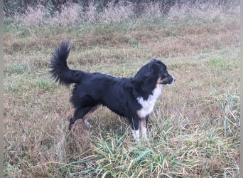 Wunderschöne Miniature Australian Shepherd Hündin