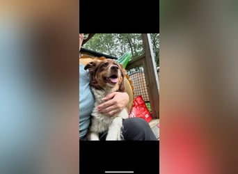 DRINGENDES ZUHAUSE oder Pflegestelle GESUCHT – FÜR MINI-AUSSIE AMY