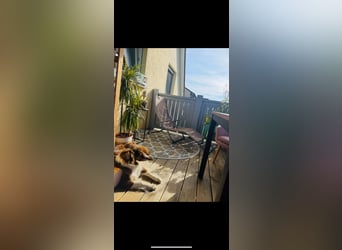 DRINGENDES ZUHAUSE oder Pflegestelle GESUCHT – FÜR MINI-AUSSIE AMY