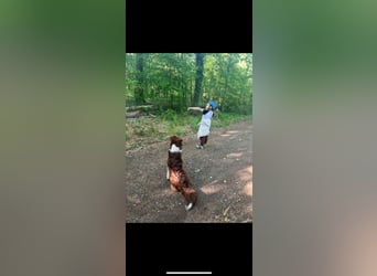 DRINGENDES ZUHAUSE oder Pflegestelle GESUCHT – FÜR MINI-AUSSIE AMY