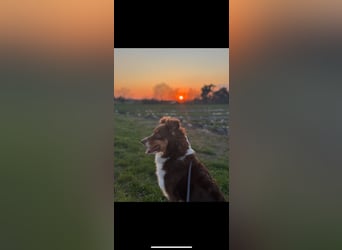 DRINGENDES ZUHAUSE oder Pflegestelle GESUCHT – FÜR MINI-AUSSIE AMY