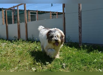 Sam - groß und liebevoll