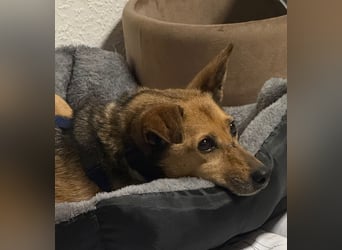 Bobby wünscht sich wieder ein zu Hause ....