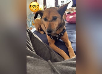 Bobby wünscht sich wieder ein zu Hause ....