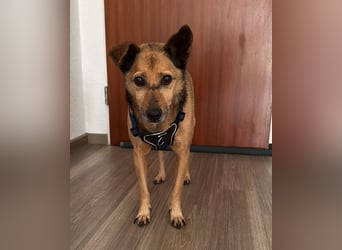 Bobby wünscht sich wieder ein zu Hause ....