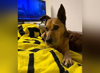 Bobby wünscht sich wieder ein zu Hause ....