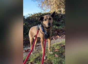 Bobby wünscht sich wieder ein zu Hause ....