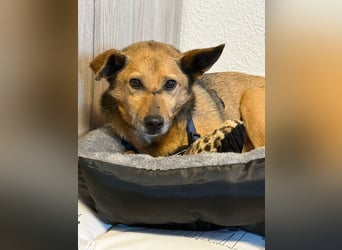 Bobby wünscht sich wieder ein zu Hause ....