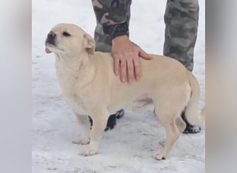 PETAK - KLEINER HUND, GROßE HOFFNUNG