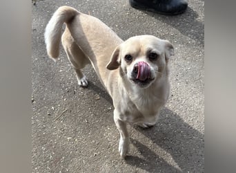 PETAK - KLEINER HUND, GROßE HOFFNUNG