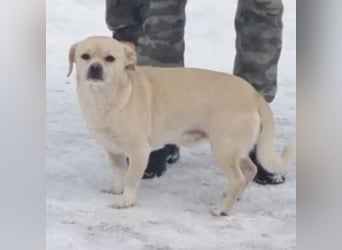 PETAK - KLEINER HUND, GROßE HOFFNUNG