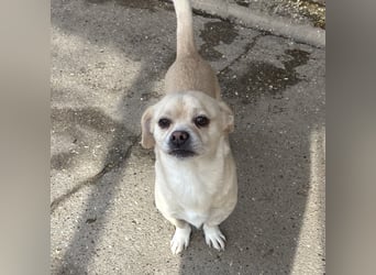 PETAK - KLEINER HUND, GROßE HOFFNUNG