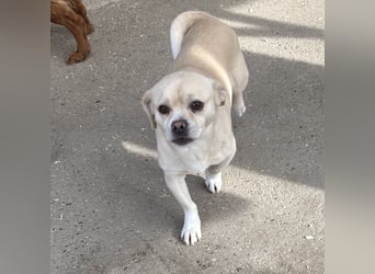 PETAK - KLEINER HUND, GROßE HOFFNUNG