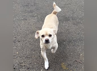 PETAK - KLEINER HUND, GROßE HOFFNUNG