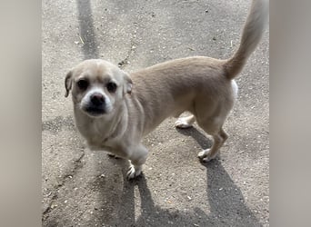 PETAK - KLEINER HUND, GROßE HOFFNUNG