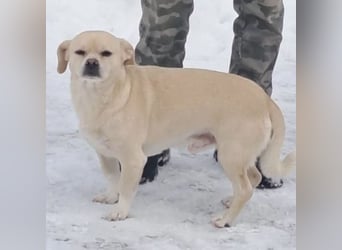 PETAK - KLEINER HUND, GROßE HOFFNUNG