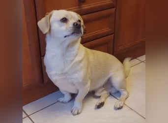 PETAK - KLEINER HUND, GROßE HOFFNUNG