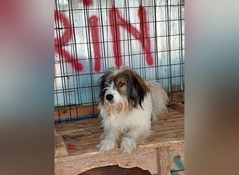 Rocky wartet auf eine Chance