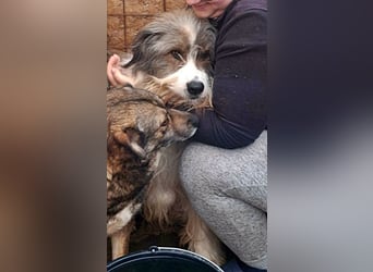 Rocky wartet auf eine Chance