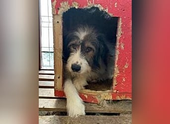 Rocky wartet auf eine Chance