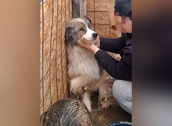 Rocky wartet auf eine Chance