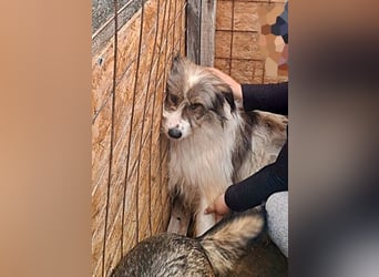 Rocky wartet auf eine Chance