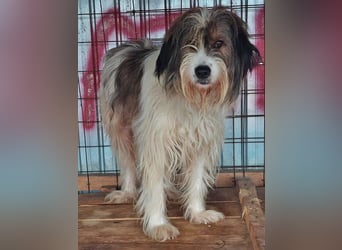 Rocky wartet auf eine Chance