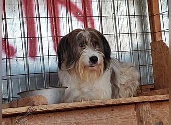 Rocky wartet auf eine Chance