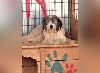 Rocky wartet auf eine Chance