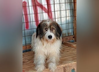 Rocky wartet auf eine Chance