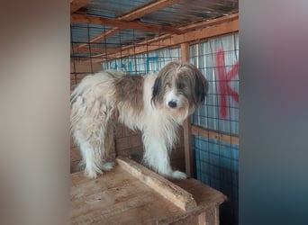 Rocky wartet auf eine Chance