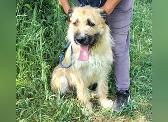 Hundemädel Tara wartet schon so lange in Rumänien im Tierheim