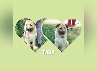 Hundemädel Tara wartet schon so lange in Rumänien im Tierheim