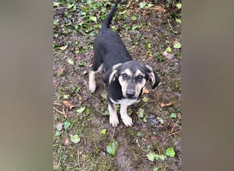 Junghündin PIXIE sucht ihr Glück