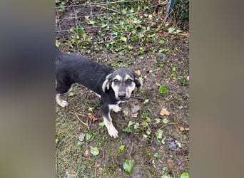 Junghündin PIXIE sucht ihr Glück