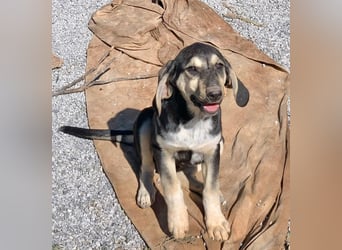 Junghündin PIXIE sucht ihr Glück