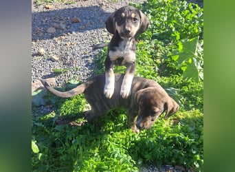 Junghündin PIXIE sucht ihr Glück