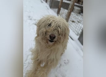 Stella von kettenlos