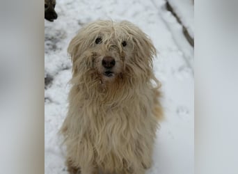 Stella von kettenlos