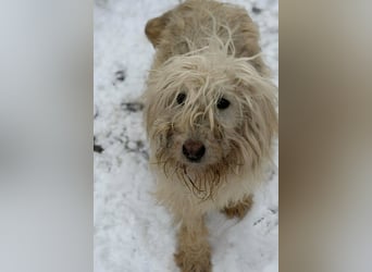 Stella von kettenlos