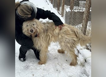 Stella von kettenlos