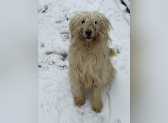 Stella von kettenlos