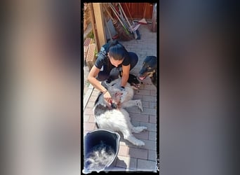 die fröhliche Nani wartet auf ihre Menschen