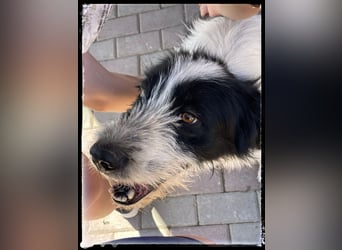 die fröhliche Nani wartet auf ihre Menschen