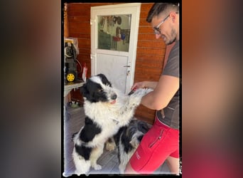 die fröhliche Nani wartet auf ihre Menschen