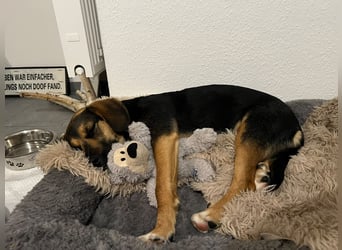 Alissa such ihre Herzensmenschen...