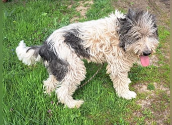 Bin ich ein HSH ? hm vielleicht ein Mioritic-Mix....