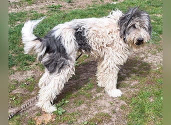 Bin ich ein HSH ? hm vielleicht ein Mioritic-Mix....